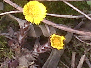 1st 2 dandelion variations of Spring Wildflowers my Berry rolled upon